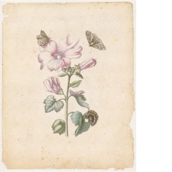 "Kleine Gartenpappelrose. / Malva, folio hederaceo." (mit Eulenart aus der Gattung Acronicta)