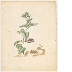 "Eine Art Gartenmüntze. / Mentha hortensis, verticillata." (mit Nesseleule)
