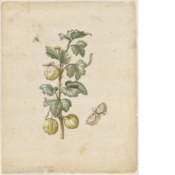 "Grosse Spanische Stichelbeer. / Fructus grossulariae satirae, spinosae." (mit Johannisbeerspanner)