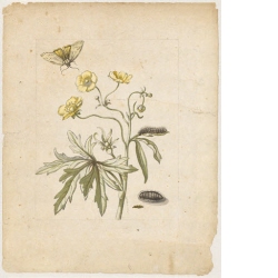 "Wilder Hanenfuss. / Ranunculus pratensis." (mit Grasbär)