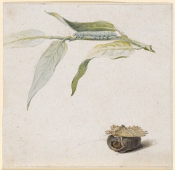 Raupe des Palpen-Zahnspinners (Pterostoma palpina) an schmalblättriger Weide und dazugehöriger Falter auf dem Gespinst des Kokons