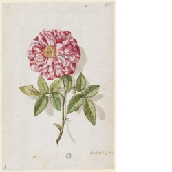 Rose mit weiss und rot gesprenkelten Blütenblättern