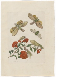 Granatapfelblüte mit Laternenträger-Zikade (anbei: zugehöriges Textblatt)