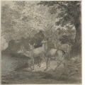 Hirsche und Hirschkühe am Wasser im Wald