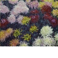 Massif de chrysanthèmes