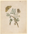 "Kleine rohte bluende Johannesbeerlein. / Grossularia hortensis, non spinosa, florens" (mit C-Falter)