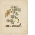 "Grosse Spanische Stachelbeerblume. / Flos Grossulariae, satirae, spinosae." (mit dem Weibchen des Eichenspinners)
