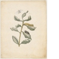 "Palm- oder Wollenweiden. / Salix caprea, latinfolia." (mit Pappelspinner)