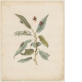 "Rothe Weiden. / Salix, acuto folio." (Weide mit Pappelblattkäfer)